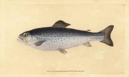 Ørred, Salmo trutta (Sewen, Salmo cambricus). Håndfarvet kobberplade tegnet og indgraveret af Edward Donovan fra hans Natural History of British Fishes, Donovan og F.C. og J. Rivington, London