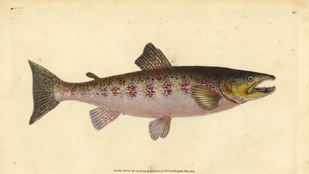 Ørred, Salmo trutta fario (Ørred, Salmo fario). Håndfarvet kobberplade tegnet og indgraveret af Edward Donovan fra hans Natural History of British Fishes, Donovan og F.C. og J. Rivington, London
