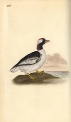 Bufflehead, Bucephala albeola. Håndfarvet kobberplade tegnet og graveret af Edward Donovan fra hans egen "Natural History of British Birds," London