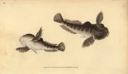 Tyrehoved, Cottus gobio (Tyrehoved af floden). Håndfarvet kobberplade tegnet og indgraveret af Edward Donovan fra hans Natural History of British Fishes, Donovan og F.C. og J. Rivington, London