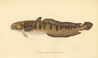 Pighvar, Lota lota (Gadus lota). Håndkoloreret kobberstik tegnet og graveret af Edward Donovan fra hans Natural History of British Fishes, Donovan and F.C. and J. Rivington, London
