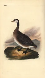 Canadagås, Branta canadensis. Håndfarvet kobberplade tegnet og graveret af Edward Donovan fra hans egen "Natural History of British Birds," London
