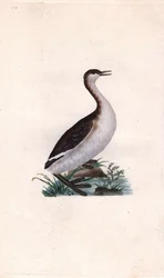 Castagny lappedykker. Tachybaptus ruficollis (Podiceps nigricans). Kobberstik af Edward Donovan (1768-1837), udgivet i Natural History of British Birds, London