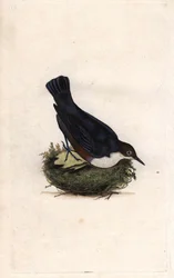 Cincle dykker. Cinclus cinclus (Sturnus cinclus). Kobberstik af Edward Donovan (1768-1837), udgivet i Natural History of British Birds, London
