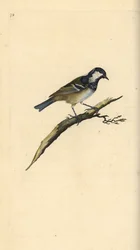 Kul det, Periparus ater. Håndkoloreret kobberstik tegnet og graveret af Edward Donovan efter hans egen "Natural History of British Birds", London
