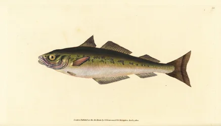 Sej eller sej, Pollachius virens (Gadus carbonarius). Håndfarvet kobberplade tegnet og indgraveret af Edward Donovan fra hans Natural History of British Fishes, Donovan og F.C. og J. Rivington, London