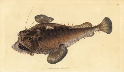 Almindelig lystfisk, Lophius piscatorius. Håndfarvet kobberplade tegnet og indgraveret af Edward Donovan fra hans Natural History of British Fishes, Donovan og F.C. og J. Rivington, London