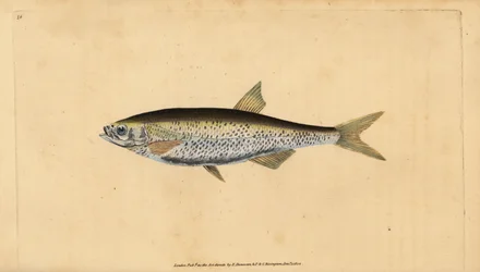 Almindelig dyster, Alburnus alburnus (Cyprinus alburnus). Håndfarvet kobberplade tegnet og indgraveret af Edward Donovan fra hans Natural History of British Fishes, Donovan og F.C. og J. Rivington, London