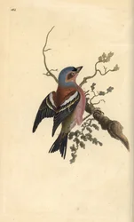 Almindelig bogfinke, Fringilla coelebs. Håndkoloreret kobberstik tegnet og graveret af Edward Donovan efter hans egen "Natural History of British Birds", London