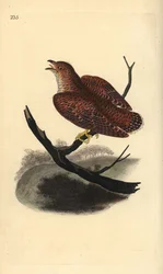 Almindelig gøg (ung), Cuculus canorus. Håndfarvet kobberplade tegnet og graveret af Edward Donovan fra hans egen "Natural History of British Birds," London