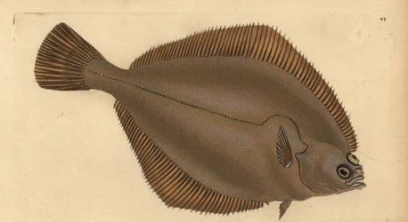 Almindelig klat, Limanda limanda (Pleuronectes limanda). Håndfarvet kobberplade tegnet og indgraveret af Edward Donovan fra hans Natural History of British Fishes, Donovan og F.C. og J. Rivington, London