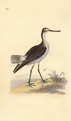 Grønsisken, Tringa nebularia. Håndkoloreret kobberstik tegnet og graveret af Edward Donovan efter hans egen "Natural History of British Birds", London