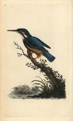 Almindelig isfugl, Alcedo atthis. Håndfarvet kobberplade tegnet og graveret af Edward Donovan fra hans egen "Natural History of British Birds," London