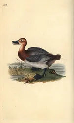 Almindelig pochard eller rødhovedet vie, Aythra ferina (hun). Håndfarvet kobberplade tegnet og graveret af Edward Donovan fra hans egen "Natural History of British Birds," London