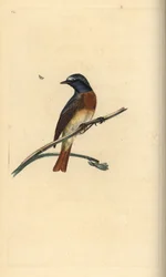 Rødstjert, Phoenicurus phoenicurus. Håndkoloreret kobberstik tegnet og graveret af Edward Donovan fra hans egen Natural History of British Birds, London