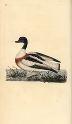 Almindelig sheldand, Tadorna tadorna. Håndfarvet kobberplade tegnet og graveret af Edward Donovan fra hans egen "Natural History of British Birds," London