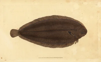 Tunge, Solea solea (Pleuronectes solea). Håndkoloreret kobberstik tegnet og graveret af Edward Donovan fra hans Natural History of British Fishes, Donovan and F.C. and J. Rivington, London