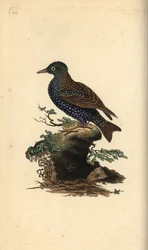Almindelig stær, Sturnus vulgaris. Håndfarvet kobberplade tegnet og graveret af Edward Donovan fra hans egen "Natural History of British Birds," London