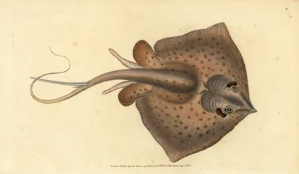 Almindelig rokke, Dasyatis pastinaca (rokke, Raja pastinacea). Håndfarvet kobberplade tegnet og indgraveret af Edward Donovan fra hans Natural History of British Fishes, Donovan og F.C. og J. Rivington, London