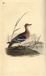 Almindelig krikand, Anas crecca, hun. Håndfarvet kobberplade tegnet og graveret af Edward Donovan fra hans egen "Natural History of British Birds," London