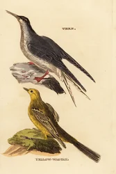 Almindelig tern, Sterna Hirundo og gul vipstjert, Motacilla flava