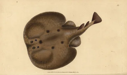 Almindelig torpedo eller eyed electric ray, Raja-torpedo. Håndfarvet kobberplade tegnet og indgraveret af Edward Donovan fra hans Natural History of British Fishes, Donovan og F.C. og J. Rivington, London