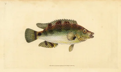 Corkwing leppefisk, Symphodus melops (Goldfinny, Labrus cornubius). Håndfarvet kobberplade tegnet og indgraveret af Edward Donovan fra hans Natural History of British Fishes, Donovan og F.C. og J. Rivington, London