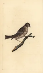 Majsspurv, Miliaria calandra. Håndfarvet kobberplade tegnet og graveret af Edward Donovan fra hans egen "Natural History of British Birds," London