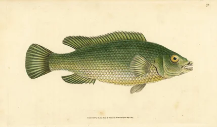 Gøgeleppefisk, Labrus mixtus (Streaked wrasse, Labrus lineatus). Håndfarvet kobberplade tegnet og indgraveret af Edward Donovan fra hans Natural History of British Fishes, Donovan og F.C. og J. Rivington, London