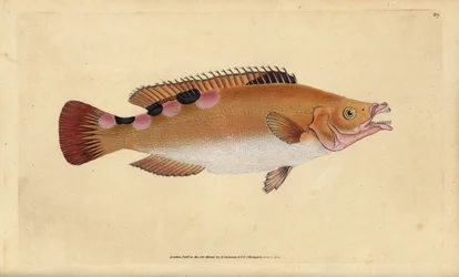 Gøgelæbe, Labrus mixtus (Trimaculated wrasse, Labrus trimaculatus). Håndfarvet kobberplade tegnet og indgraveret af Edward Donovan fra hans Natural History of British Fishes, Donovan og F.C. og J. Rivington, London