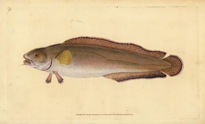 Cusk eller stødtænd, Brosme brosme (Brosme eller skotsk torsk, Gadus brosme). Håndfarvet kobberplade tegnet og indgraveret af Edward Donovan fra hans Natural History of British Fishes, Donovan og F.C. og J. Rivington, London