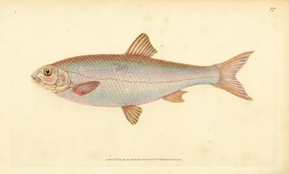 Dace, Leuciscus leuciscus (Cyprinus leuciscus). Håndfarvet kobberplade tegnet og indgraveret af Edward Donovan fra hans Natural History of British Fishes, Donovan og F.C. og J. Rivington, London
