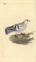 Tamdue, Columba livia domestica. Håndfarvet kobberplade tegnet og graveret af Edward Donovan fra hans egen "Natural History of British Birds," London