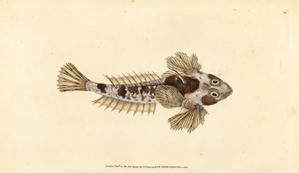 Dragonet, Callionymus lyra (Sordid dragonet, Callionymus dracunculus). Håndfarvet kobberplade tegnet og indgraveret af Edward Donovan fra hans Natural History of British Fishes, Donovan og F.C. og J. Rivington, London