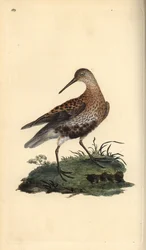Dunlin, Calidris alpina. Håndfarvet kobberplade tegnet og graveret af Edward Donovan fra hans egen "Natural History of British Birds," London