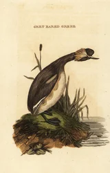 Øredykker eller horndykker, voksen, Podiceps auritus
