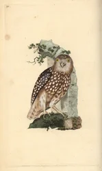 Eurasier Pygmæugle, Glaucidium passerinum. Håndfarvet kobberplade tegnet og graveret af Edward Donovan fra hans egen "Natural History of British Birds," London