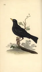 Solsort, Turdus merula. Håndkoloreret kobberstik tegnet og graveret af Edward Donovan fra hans egen „Naturhistorie over britiske fugle”, London