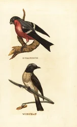 Eurasier bullfinch, Pyrrhula pyrrhula og whinchat, Saxicola rubetra
