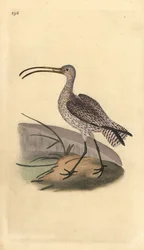 Pølle, Numenius arquata. Håndfarvet kobberplade tegnet og graveret af Edward Donovan fra hans egen "Natural History of British Birds," London