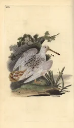 Eurasisk skovsneppe med hvide fødder, Scolopax rusticola. Håndkoloreret kobberstik, tegnet og graveret af Edward Donovan fra hans egen „Natural History of British Birds“, London