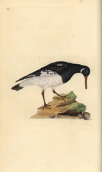 Eurasisk østersfanger, Haematopus ostralegus. Håndfarvet kobberplade tegnet og graveret af Edward Donovan fra hans egen "Natural History of British Birds," London