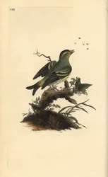 Eurasisk siskin, Carduelis spinus. Håndfarvet kobberplade tegnet og graveret af Edward Donovan fra hans egen "Natural History of British Birds," London