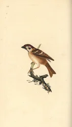 Eurasisk træspurv, Plier montanus. Håndfarvet kobberplade tegnet og graveret af Edward Donovan fra hans egen "Natural History of British Birds," London
