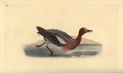 Eurasier, Anas penelope. Håndfarvet kobberplade tegnet og graveret af Edward Donovan fra hans egen "Natural History of British Birds," London