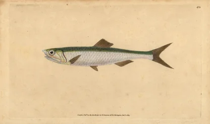 Europæisk ansjos, Engraulis encrasicolus (Ansjos, Clupea encrasicolus). Håndfarvet kobberplade tegnet og indgraveret af Edward Donovan fra hans Natural History of British Fishes, Donovan og F.C. og J. Rivington, London