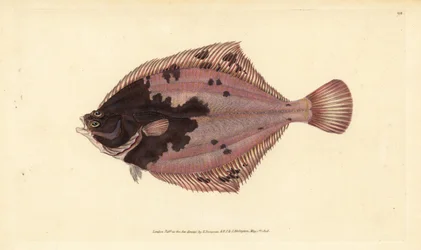 Europæisk skrubbe, Platichthys flesus (Flunder, Pleuronectes flesus). Håndfarvet kobberplade tegnet og indgraveret af Edward Donovan fra hans Natural History of British Fishes, Donovan og F.C. og J. Rivington, London