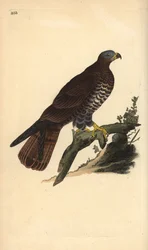 Europæisk honningvåge, Pernis apivorus. Håndfarvet kobberplade tegnet og graveret af Edward Donovan fra hans egen "Natural History of British Birds," London