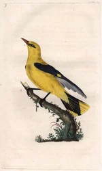 europæisk oriole. Oriolus oriolus (Oriolus galbula). Kobberstik af Edward Donovan (1768-1837), udgivet i Natural History of British Birds, London