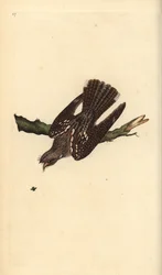 Europæisk natskælv, Caprimulgus europaeus. Håndfarvet kobberplade tegnet og graveret af Edward Donovan fra hans egen "Natural History of British Birds," London